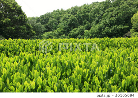 お茶畑 お茶畑 30105094
