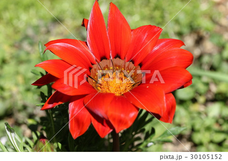 ガザニア 30105152