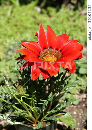 ガザニア 30105154