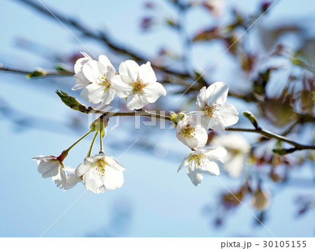 桜 桜 30105155