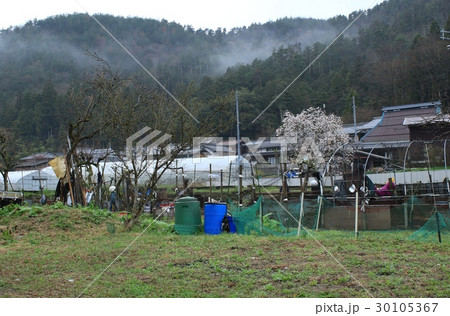 雨上がりの里山の畑の様子です 雨上がりの里山の畑の様子です 30105367