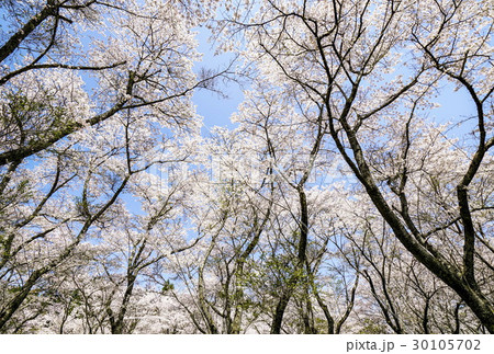 桜　安芸ダム 30105702