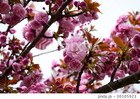 八重桜 30105923