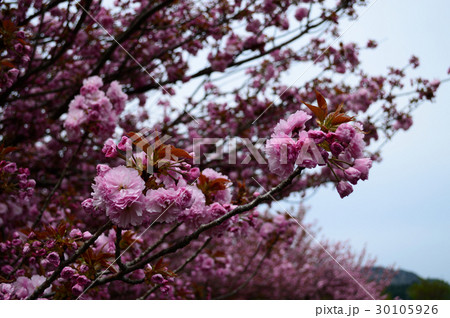 八重桜 八重桜 30105926