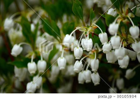 ドウダンツツジの花 ドウダンツツジの花 30105934