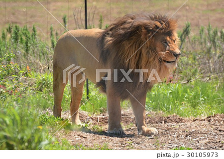 動物園のオスライオン 30105973