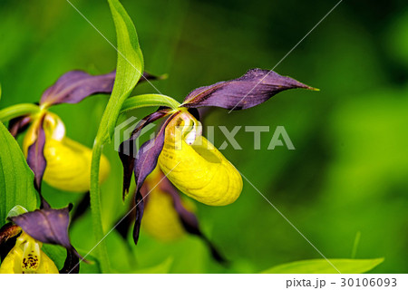 lady slipper orchid, wildflower in Germany 30106093