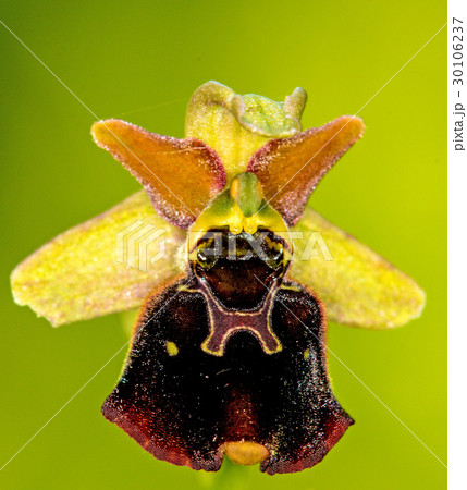 late spider-orchid 30106237