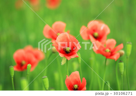 ポピー ポピー 30106271
