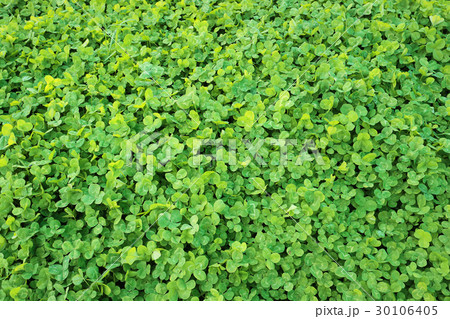 ホワイトクローバー 30106405