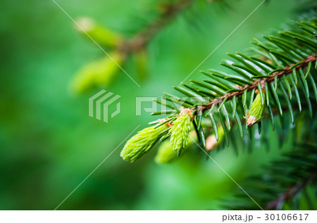 Branch of spruce with sprouts in spring time Branch of spruce with sprouts in spring time 30106617