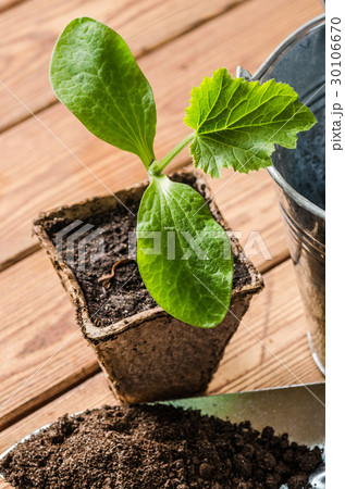 Seedlings zucchini and garden tools Seedlings zucchini and garden tools 30106670