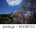 しだれ桜 30106721