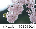 桜 30106914