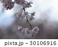 桜 30106916