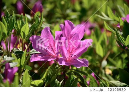 つつじ ピンク つつじ ピンク 30106980