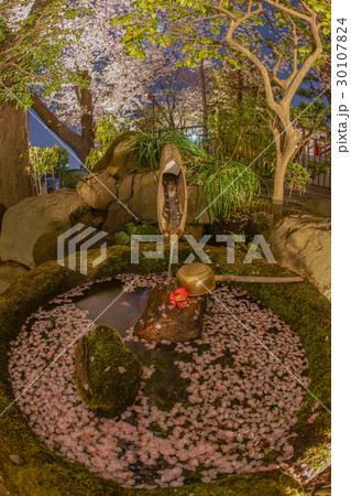 桜に包まれたししおどし 30107824