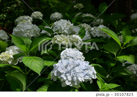 あじさいの花 30107825