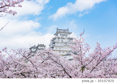 姫路城　桜　青空 30107920