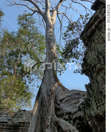 Big Banyan Tree Growing Over Ta Prohm Temple Big Banyan Tree Growing Over Ta Prohm Temple 30108029