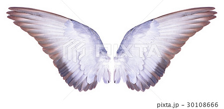 wings of birds on white bacground wings of birds on white bacground 30108666