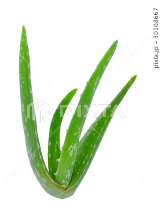 Aloe vera plant isolated on white Aloe vera plant isolated on white 30108667
