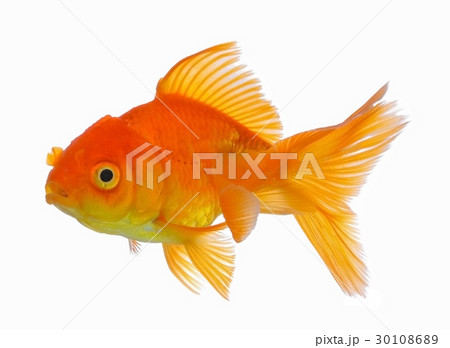 gold fish isolated on white background gold fish isolated on white background 30108689