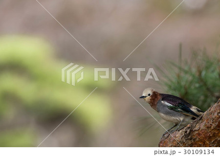 木に止まるコムクドリ 木に止まるコムクドリ 30109134