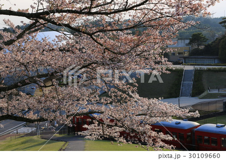 春の鞍ヶ池公園 30109660