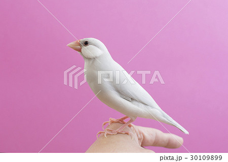 パステルシルバー文鳥の写真素材