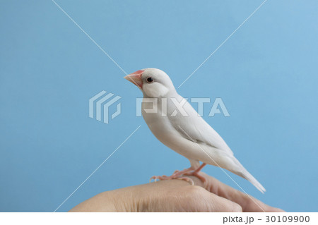 パステルシルバー文鳥 30109900