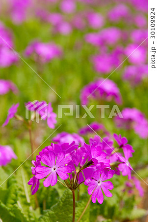 サクラソウ サクラソウ 30109924