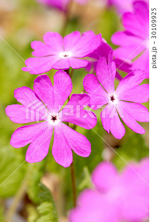 サクラソウ 30109925