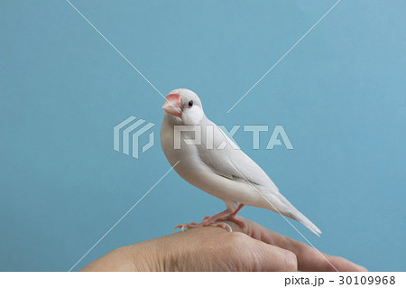 パステルシルバー文鳥の写真素材