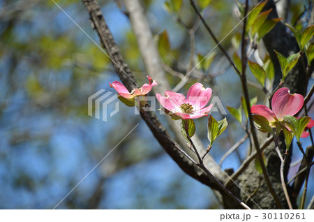 ハナミズキ（花水木） 30110261