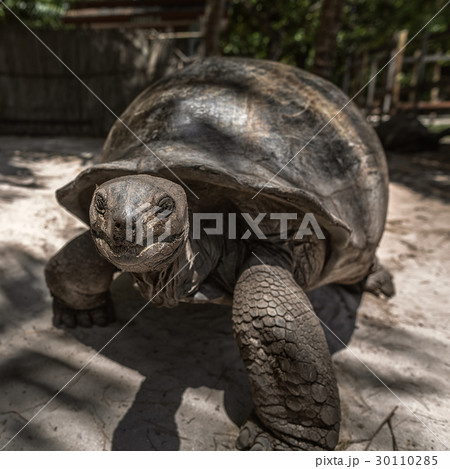 giant elephant tortoise Seychelles La Digue giant elephant tortoise Seychelles La Digue 30110285