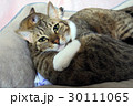 ねむい猫 30111065