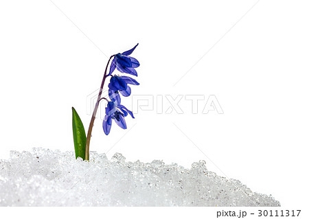 Snowdrop Scilla on white background in snow Snowdrop Scilla on white background in snow 30111317