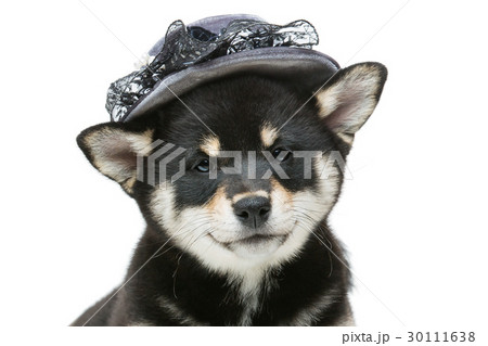 Beautiful shiba inu puppy in grey hat 30111638