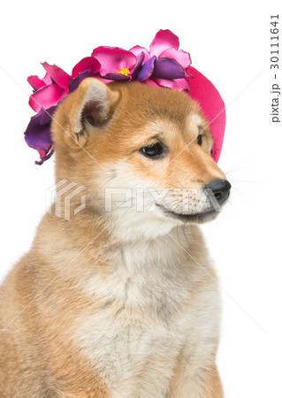 Beautiful shiba inu puppy in pink hat 30111641