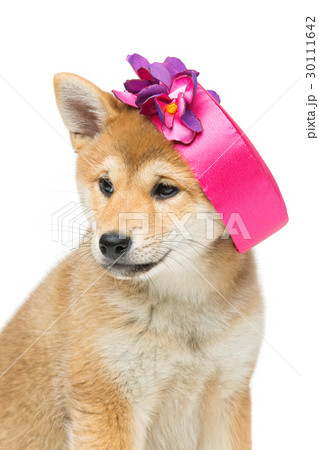 Beautiful shiba inu puppy in pink hat 30111642