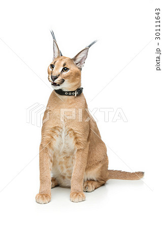 Beautiful caracal lynx isolated on white 30111643
