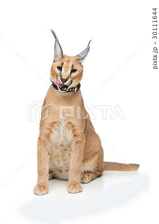 Beautiful caracal lynx isolated on white 30111644
