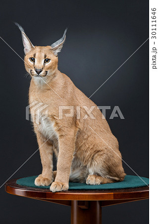 Beautiful caracal lynx over black background 30111646