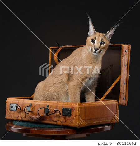 Beautiful caracal lynx over black background 30111662
