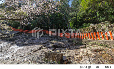 春の神倉神社 30111663