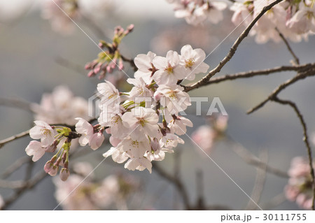 桜 30111755