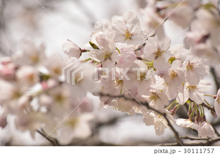 桜 30111757