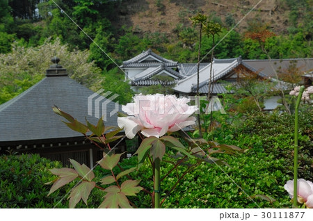 花、牡丹＠龍蓋寺（岡寺）、明日香村、奈良県 30111877