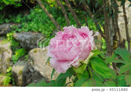 花、牡丹＠龍蓋寺（岡寺）、明日香村、奈良県 30111880